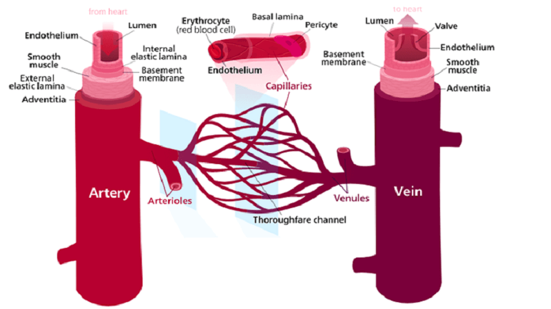 3d bioprinted vascular scaffolds