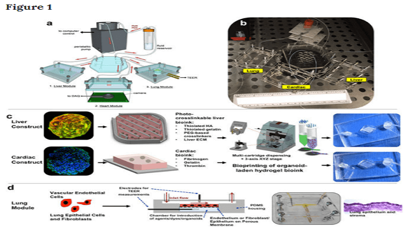 body on a chip system organoids