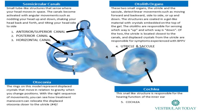 3D Printed Ear that helps learn Vertigo