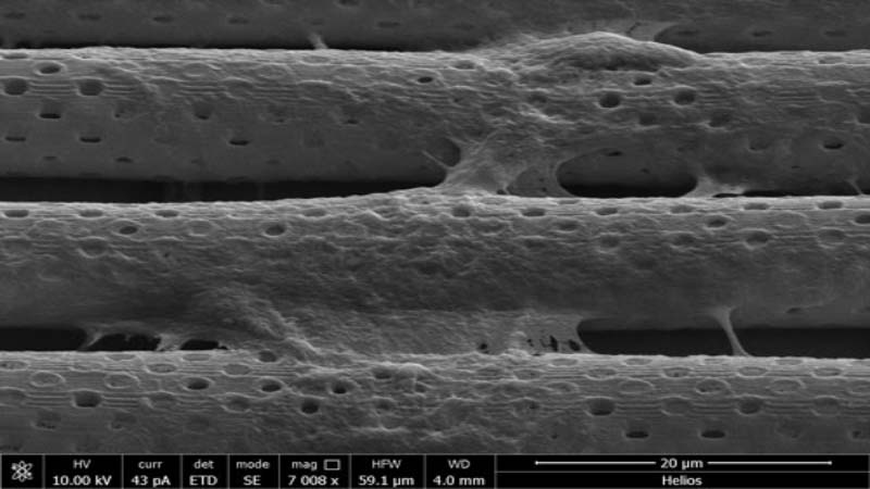 3D Printed Blood Brain Barrier to eliminate need of Animal Testing