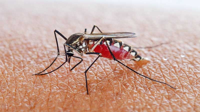 Researchers Study Malaria Through Inexpensive 3D Printed Membrane Feeder