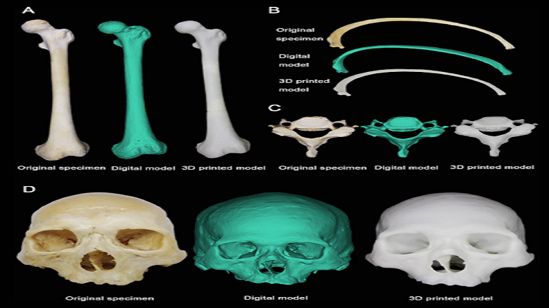 Chinese Researchers Use Phone Cameras To Create 3D Printed Anatomical Models