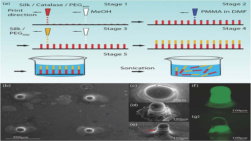 3D Printed Micro Rocket for Drug Delivery