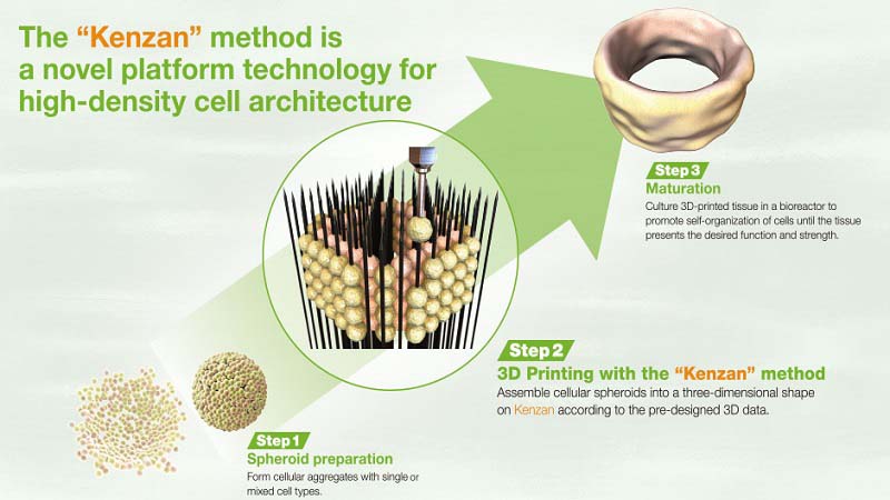 Cyfuse Applications partners with Cell Applications for Regenova Use Outside Japan