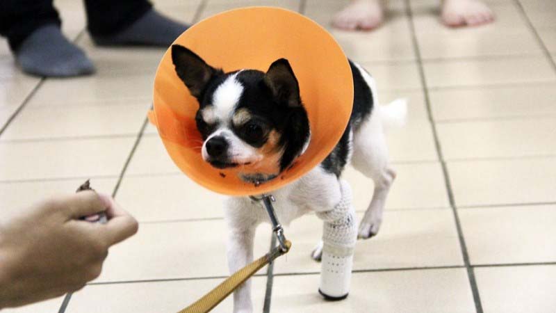 dog3d 800x450